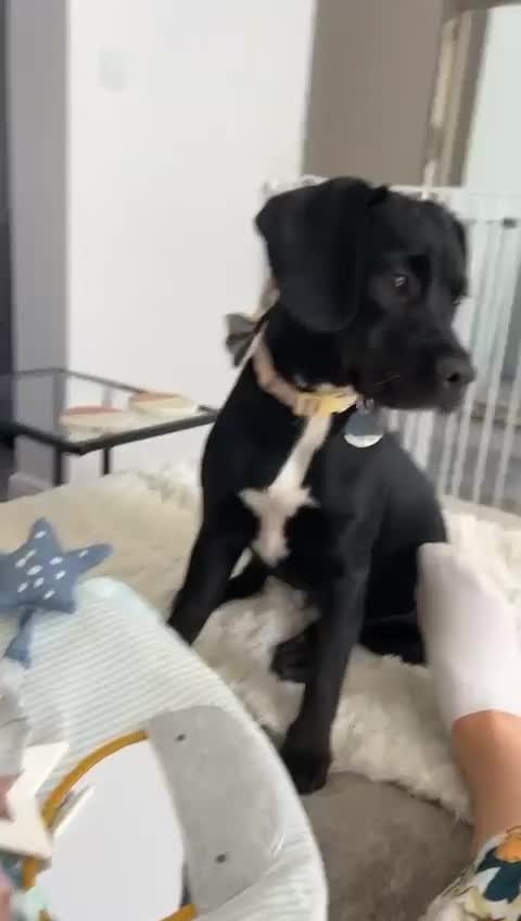 Mixed Breed dogs for sale: Cocker Spaniel cross Labrador - Video 2