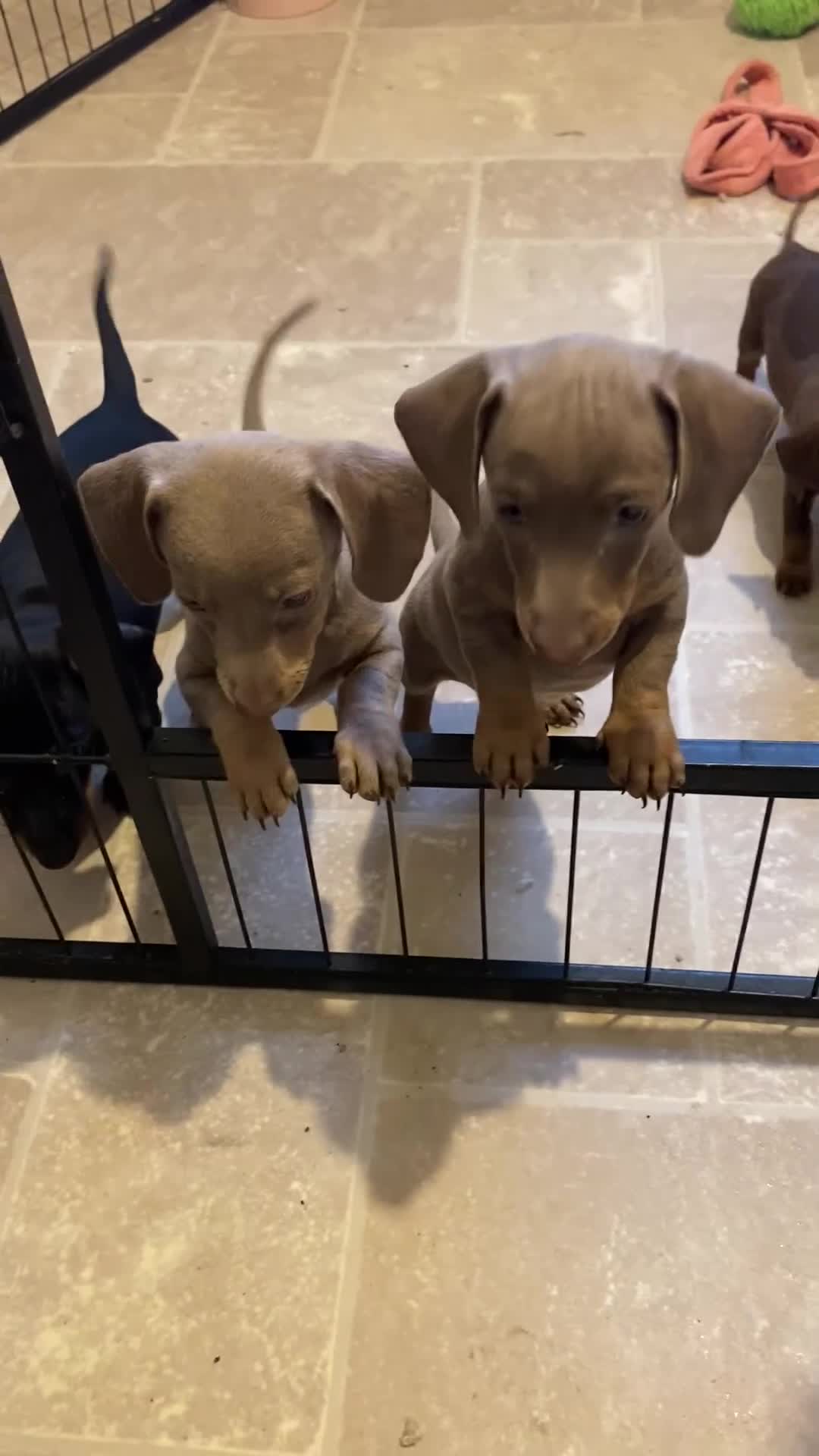 Miniature Dachshund dogs for sale: KC Minature Dacshunds READY NOW! - Video 1