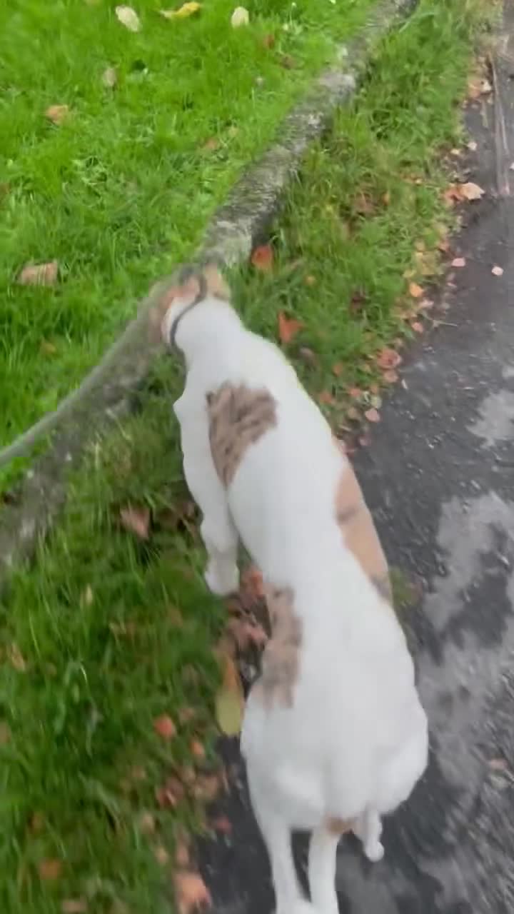 Lurcher dogs for sale: COLLIE WIPPET X SALUKI GREYHOUND PUP LAST ONE - Video 1