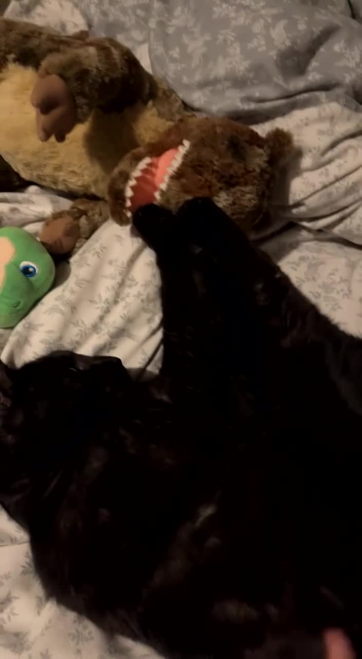 Mixed Breed cats for sale: Archie - black ghost tabby for rehome - Video 2