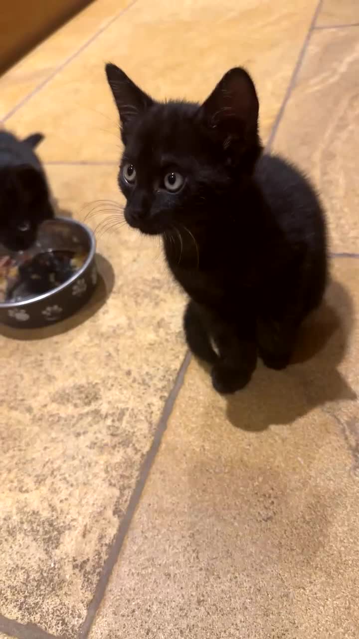 Mixed Breed cats for sale: Kittens ready to leave  - Video 4