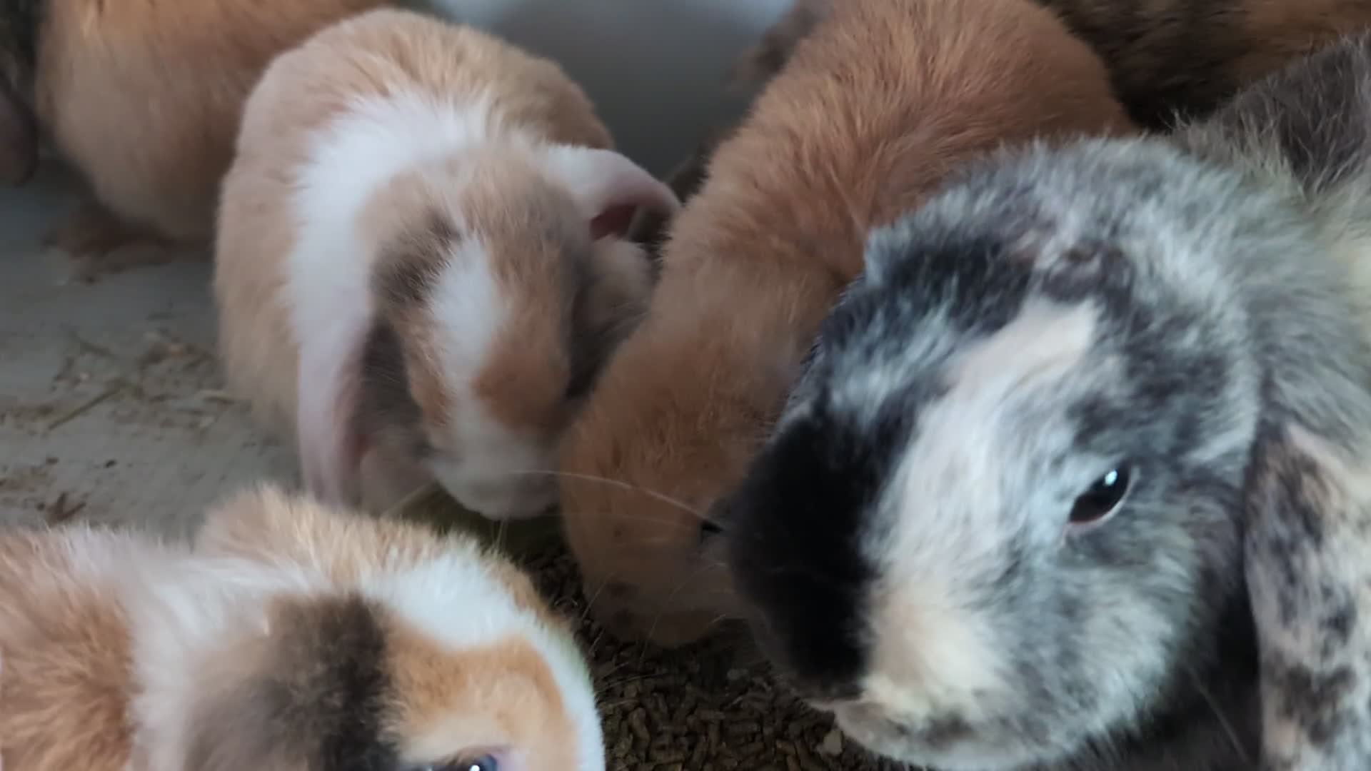 Mini Lop rabbits for sale: Beautiful mini lop babies ready for new homes - Video 3