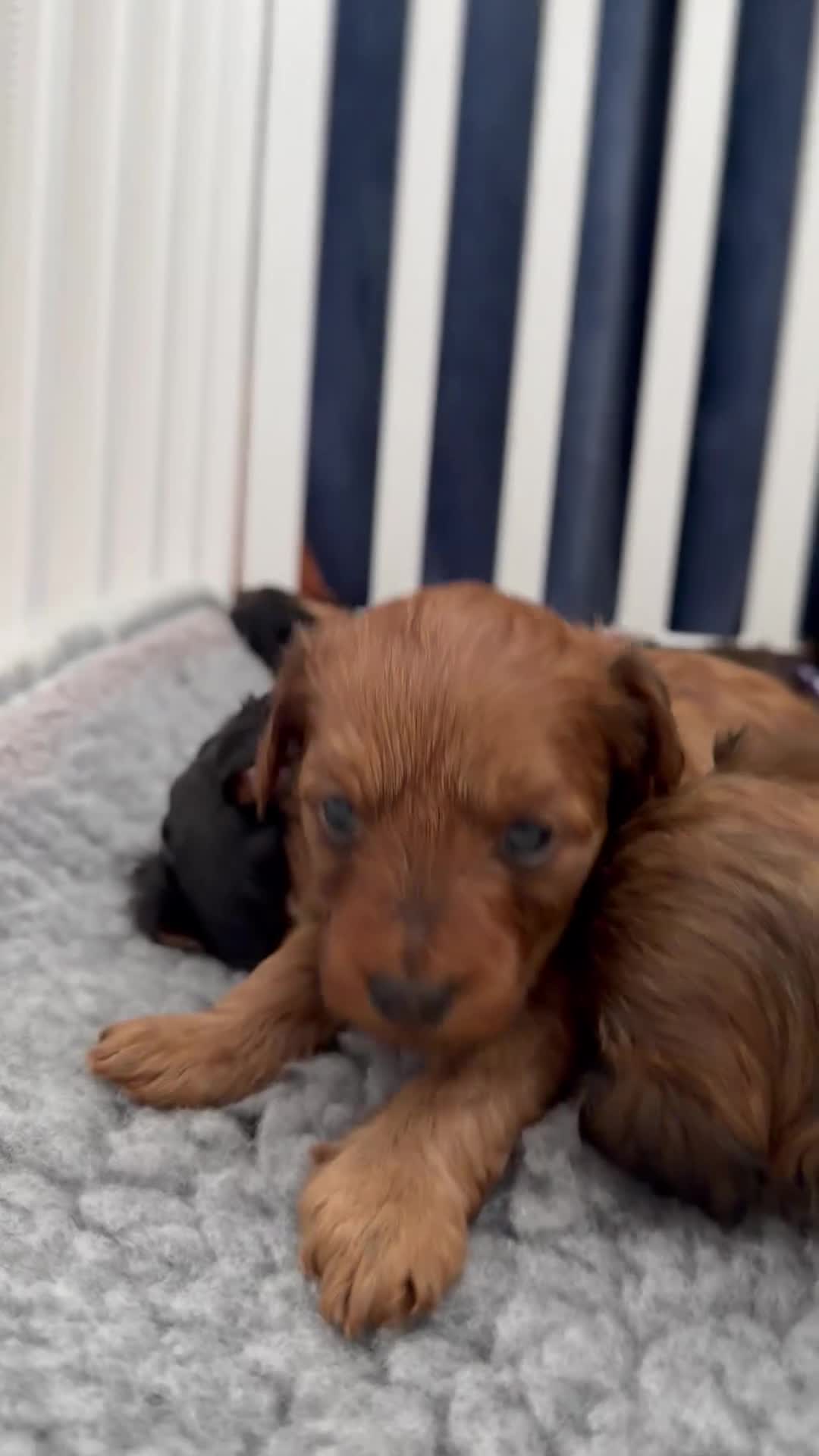 Maltipoo dogs for sale: Maltipoo pups  in Bootle - Video 1