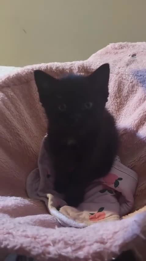 British Shorthair cats for sale: British shorthair  - Video 1