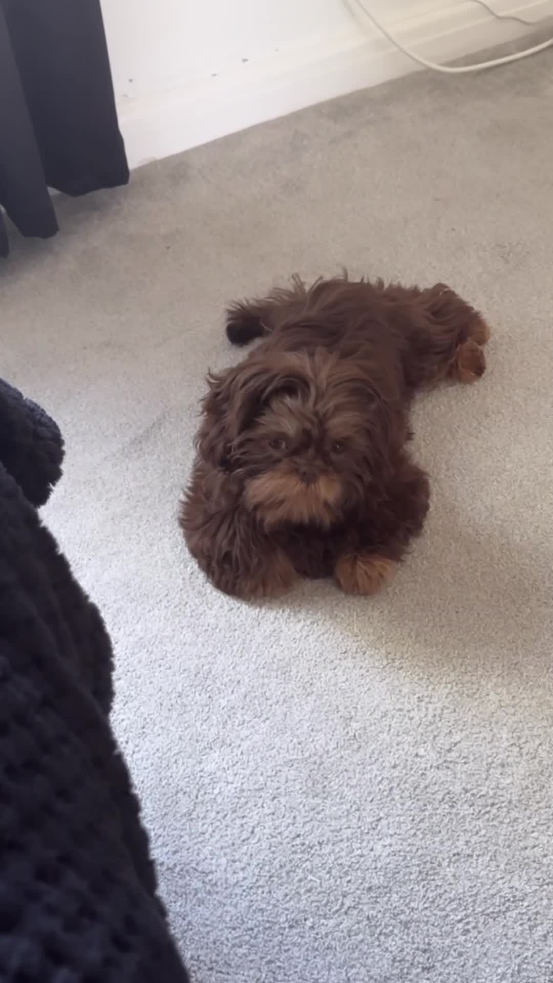 Shih Tzu dogs for sale: Chocolate imperial Shih Tzu - Video 2