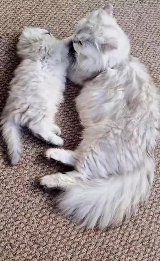 British Shorthair cats for sale: ❤ Pedigree British Short/Long Hair Kittens ❤ - Video 1