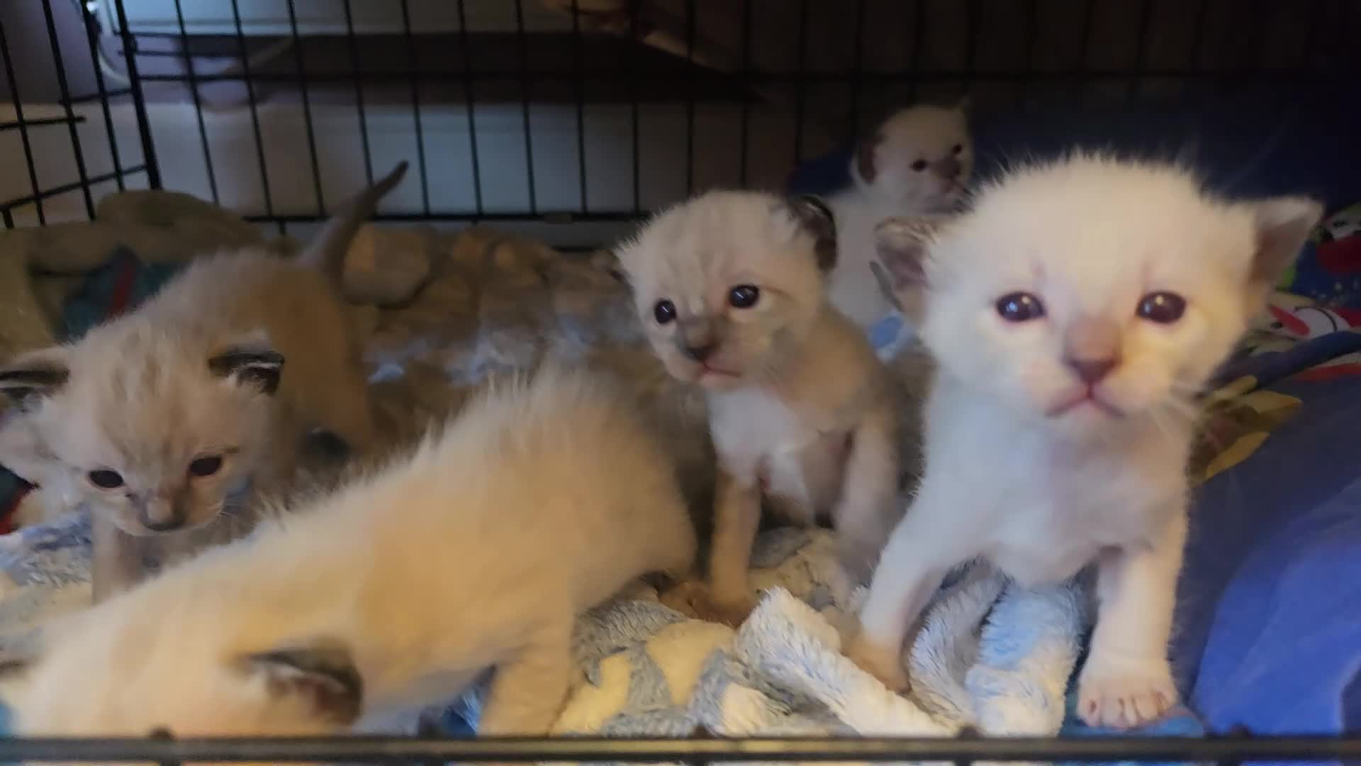 Siamese cats for sale: Stunning Siamese Kittens  - Video 1