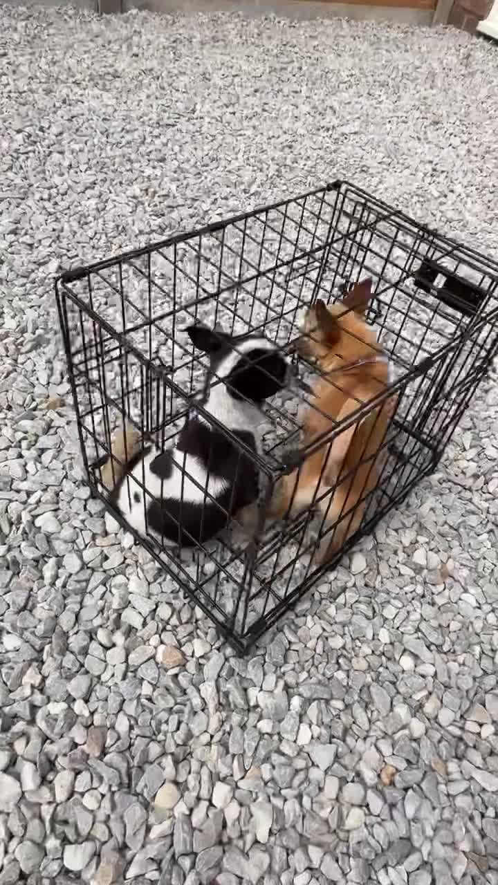 Chihuahua dogs for sale: Very Friendly  - Video 1