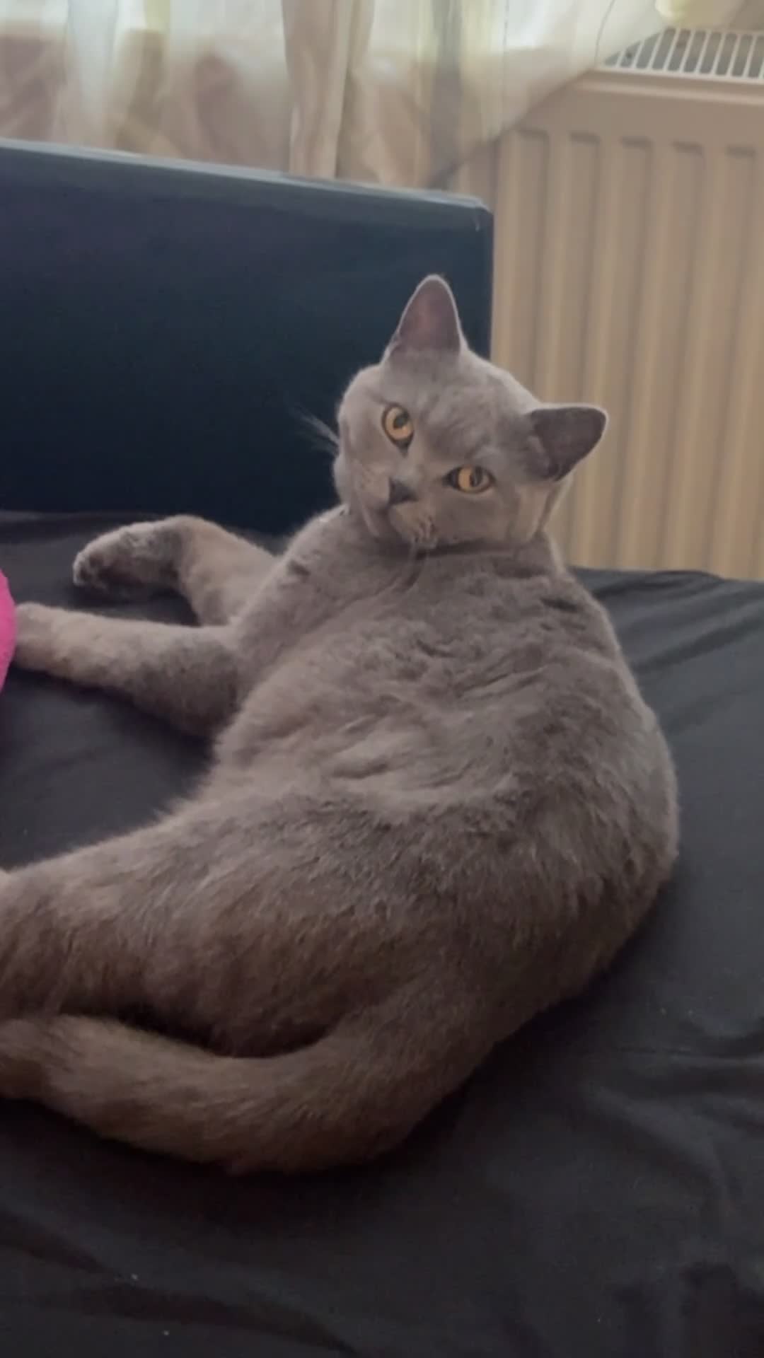 British Shorthair cats for sale: Ghost  - Video 1