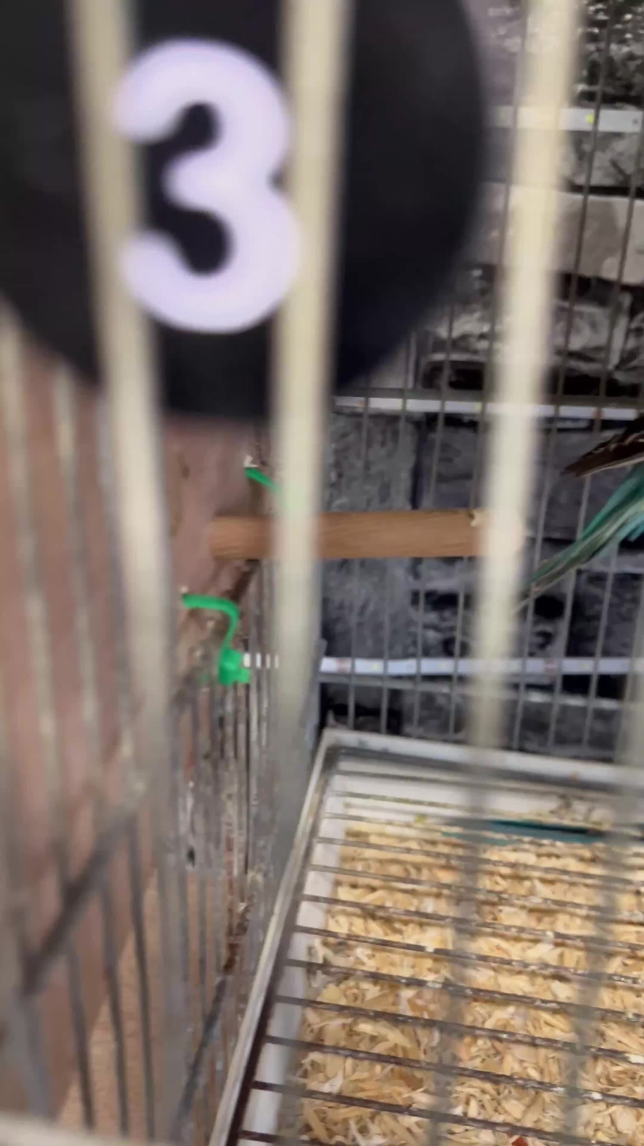 Budgerigars birds for sale: Adorable Handreared  baby budgies  - Video 3