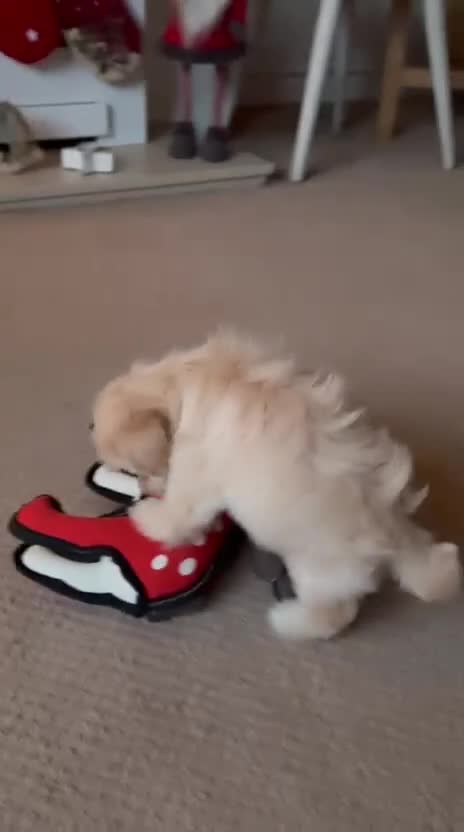 Lhasapoo dogs for sale: Lhasapoo for sale  - Video 1