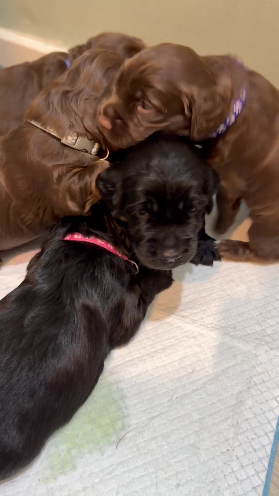 Sprocker dogs for sale: Last beautiful girl choc and tan Sprocker  - Video 1