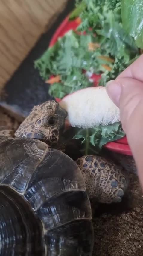 Tortoise reptiles for sale: Master Oogway Testudo Graeca (spur thigh Tortoise) in Canterbury - Video 1