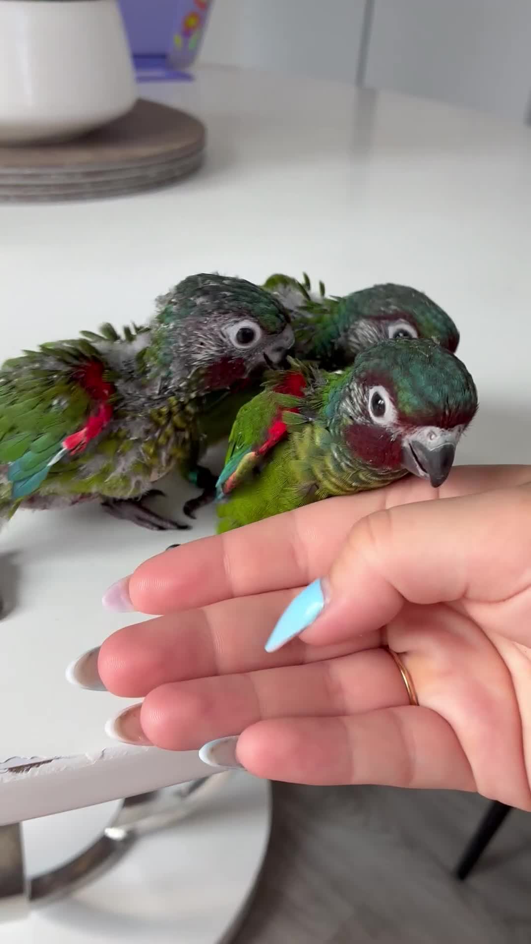 Conures birds for sale: Hand reared silly tame Emma’s conure!  - Video 2