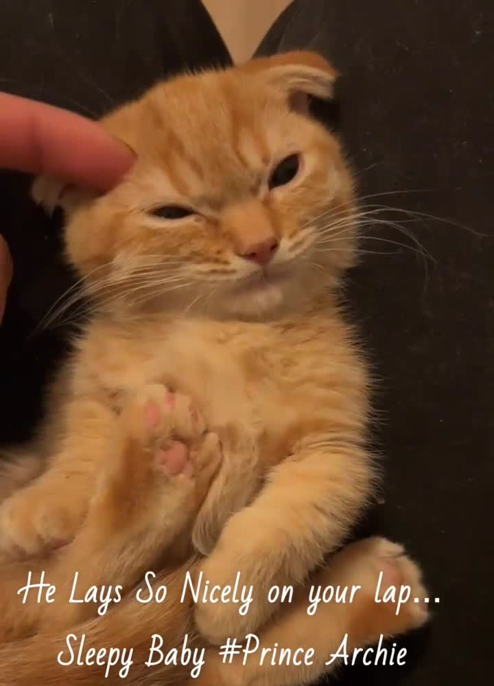 Munchkin cats for sale: Exceptional Quality & Extremely Rare Silver Minuet - Video 5