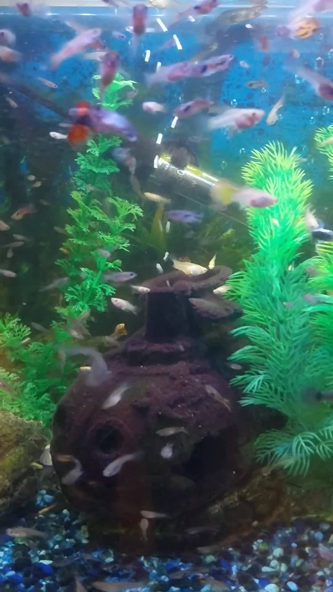 Other/Mixed Breed fish for sale: Guppies  in Pontypridd - Video 1