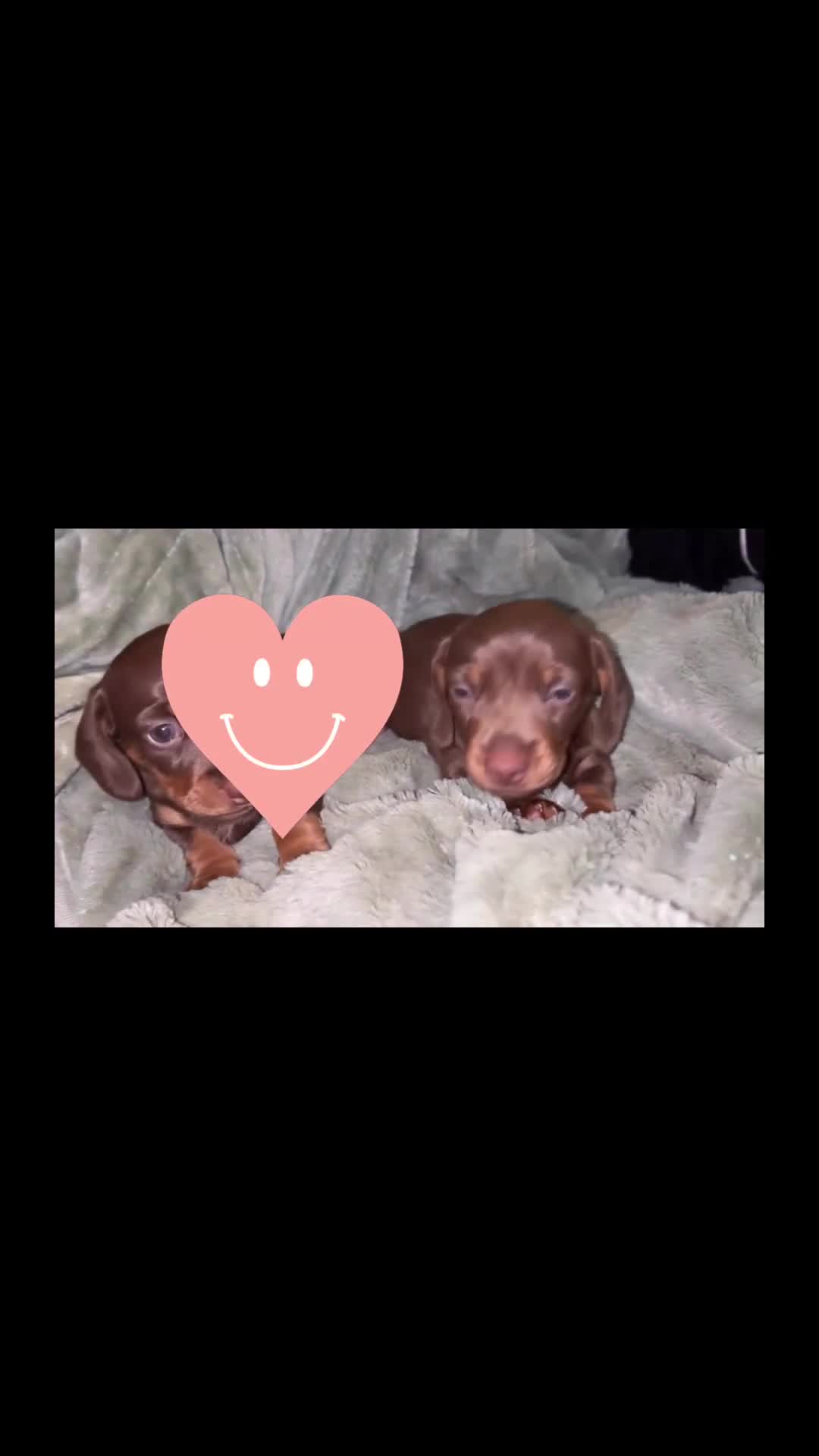 Dachshund dogs for sale: Miniature dachshund - Video 3