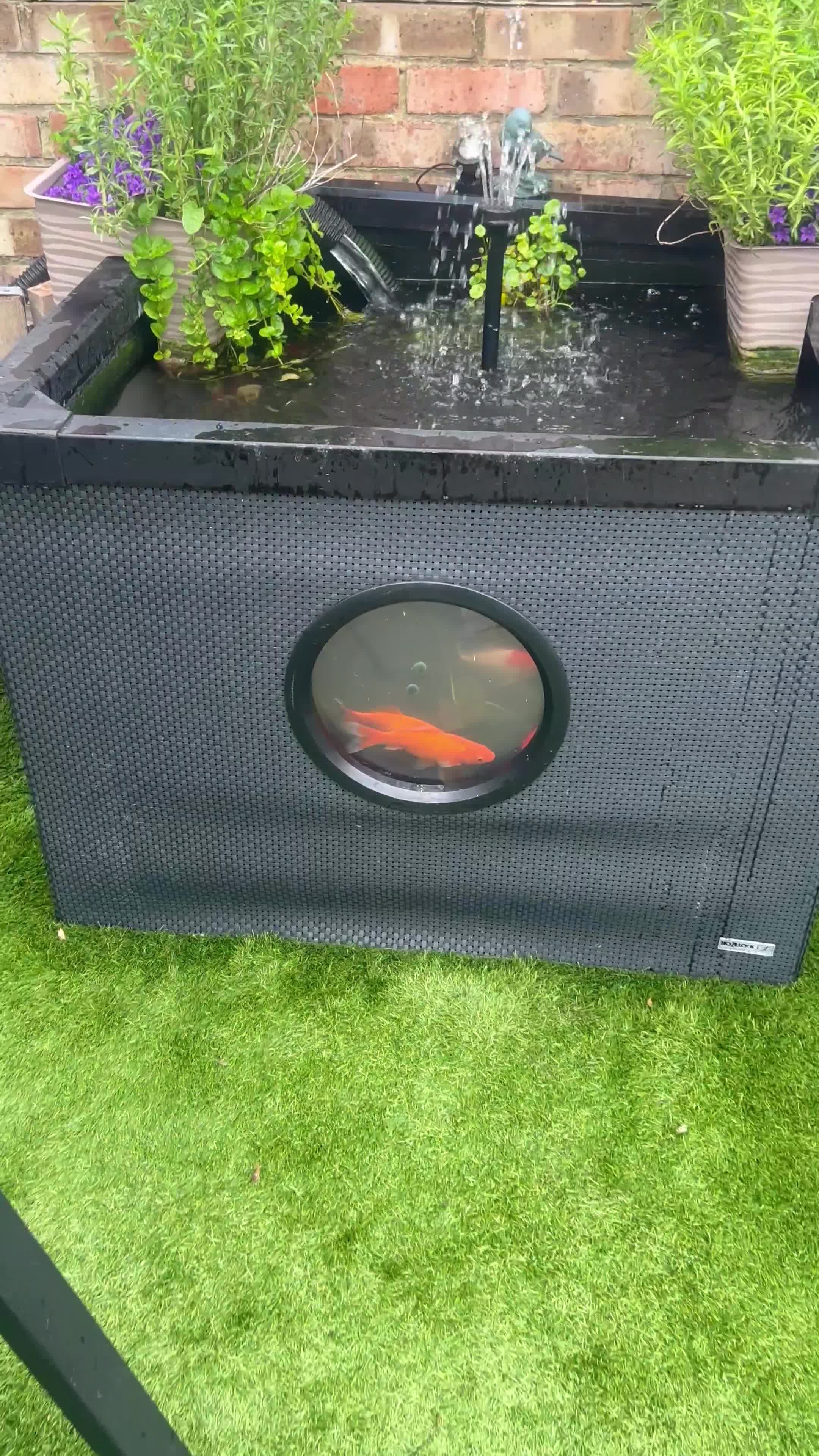 Koi Carp fish for sale: Pond & fish all included  - Video 1