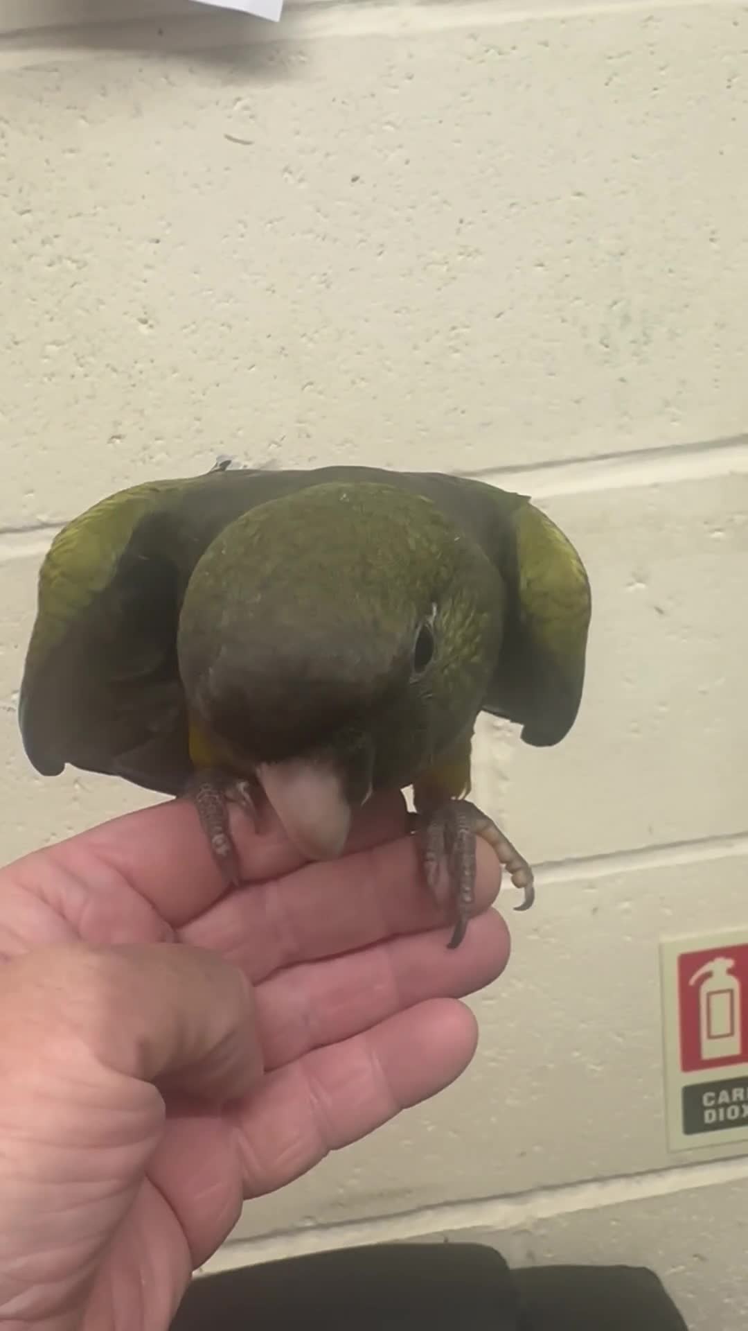 Conures birds for sale: Hand Reared Patagonians - Video 1