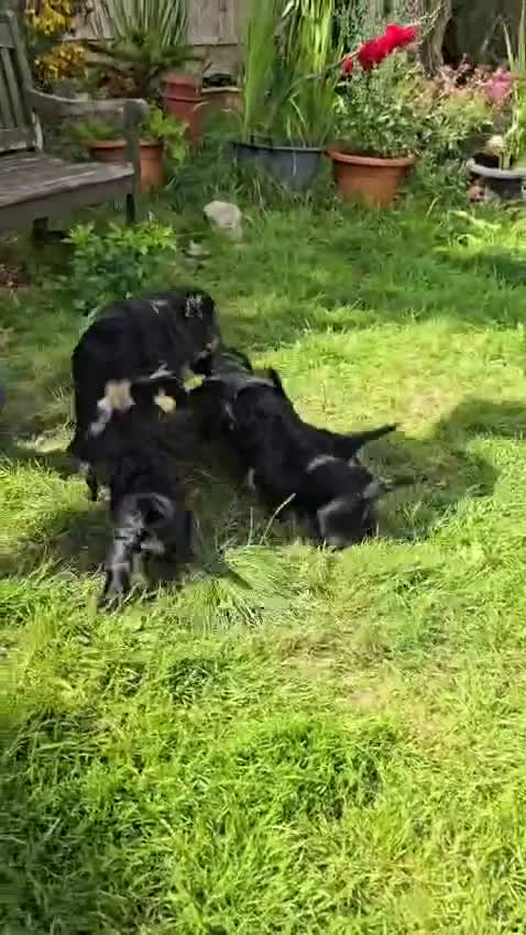 Cockapoo dogs for sale: Show Cockapoo Puppies Homebred Domestic Licence - Video 1