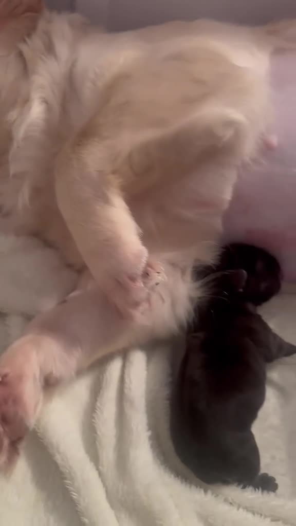 French Bulldog dogs for sale: Fluffy Frenchies looking for forever homes - Video 1