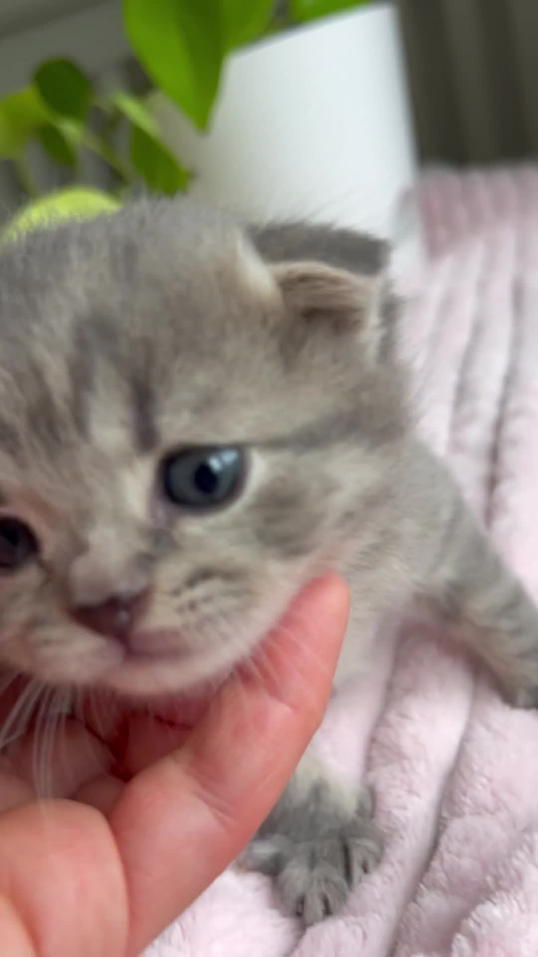 Scottish Fold cats for sale: Adorable rare silver tabby/lilac tabby kittens 🐾 - Video 2