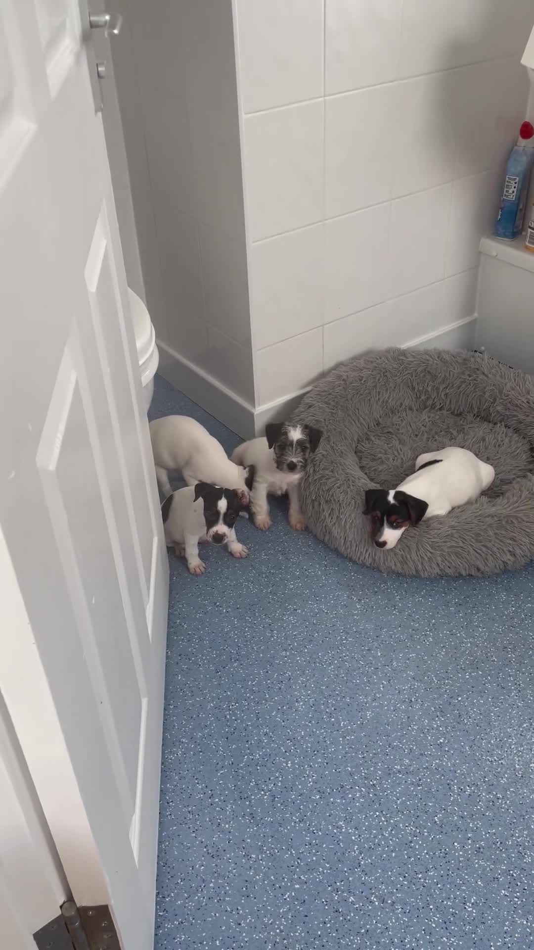 Mixed Breed dogs for sale: 3 male pups  in Pembroke - Video 1