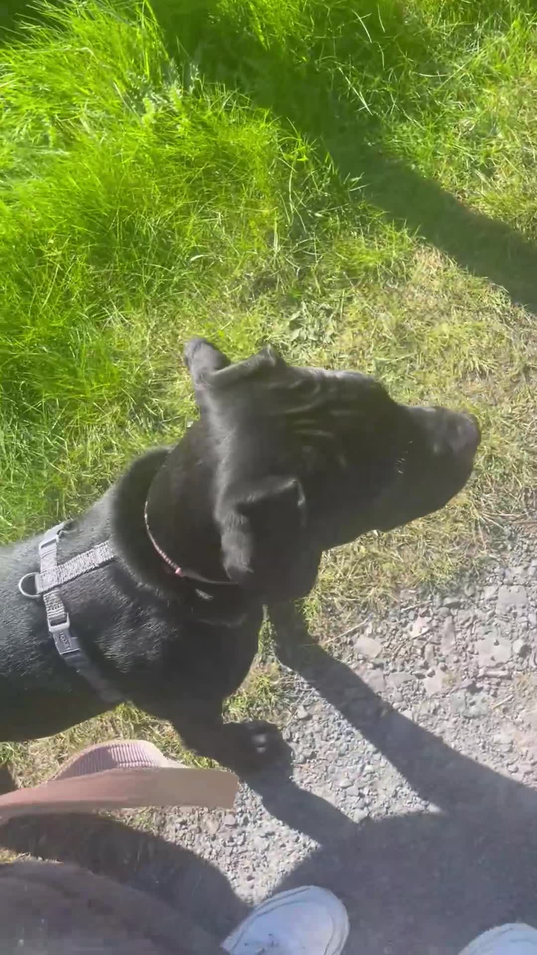 Mixed Breed dogs for sale: Panther in Leominster - Video 2