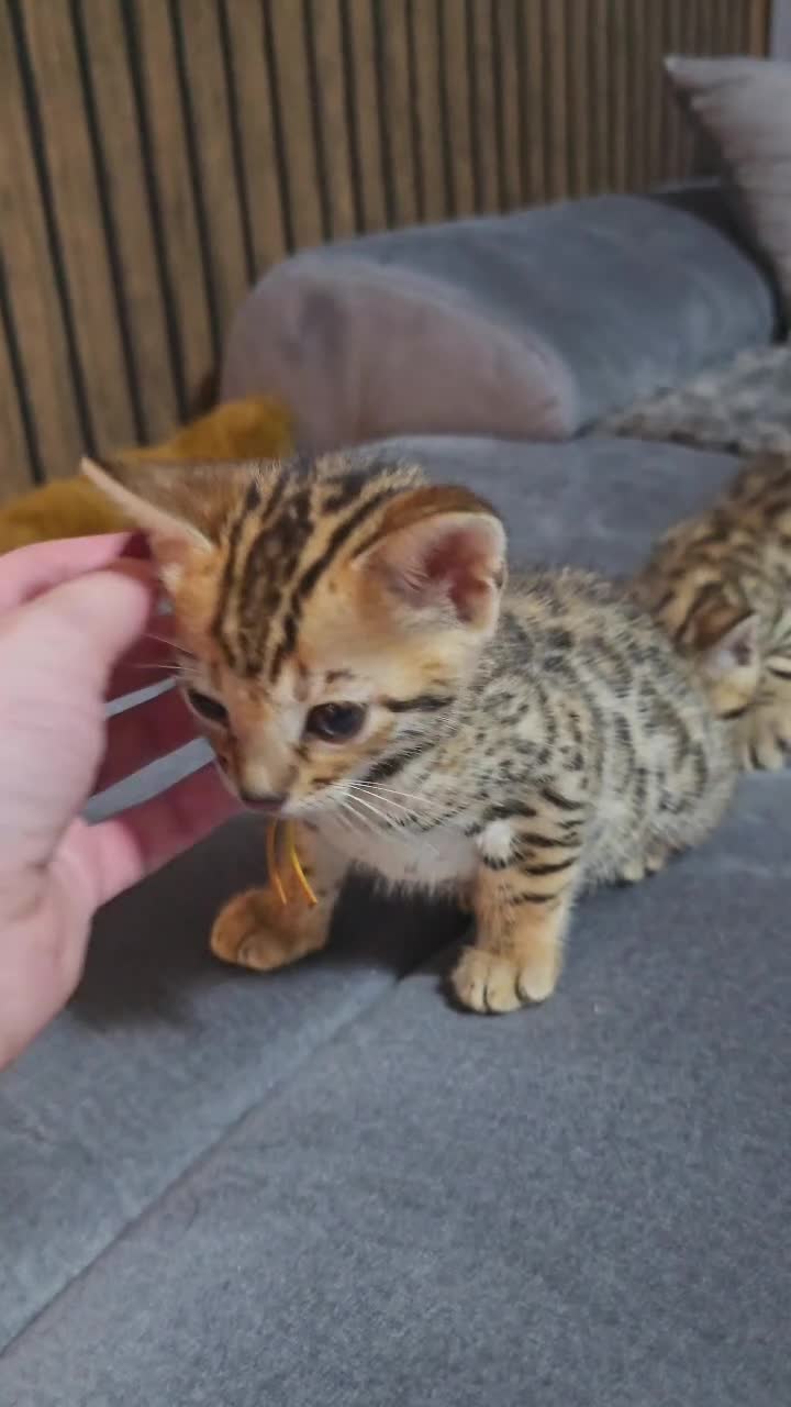 Bengal cats for sale: TICA Champion 2 boys available for reservation! - Video 3
