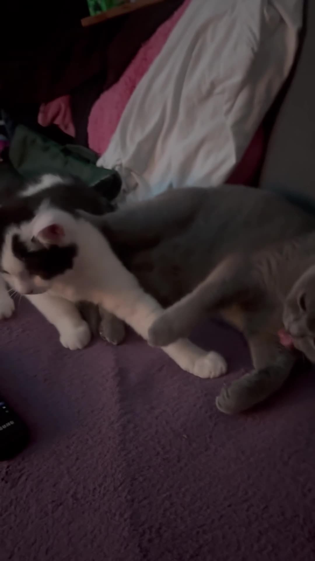 Mixed Breed cats for sale: British shorthair 5 mix kittens  - Video 1