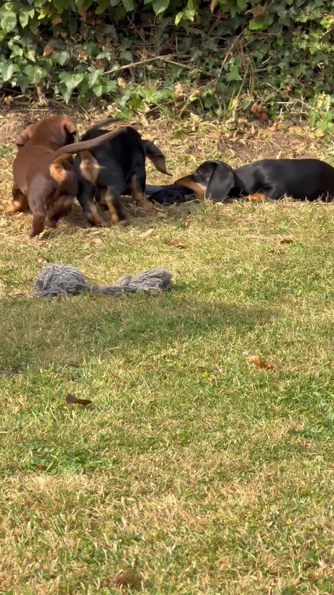 Dachshund dogs for sale: 3 Gorgeous puppies available  - Video 1