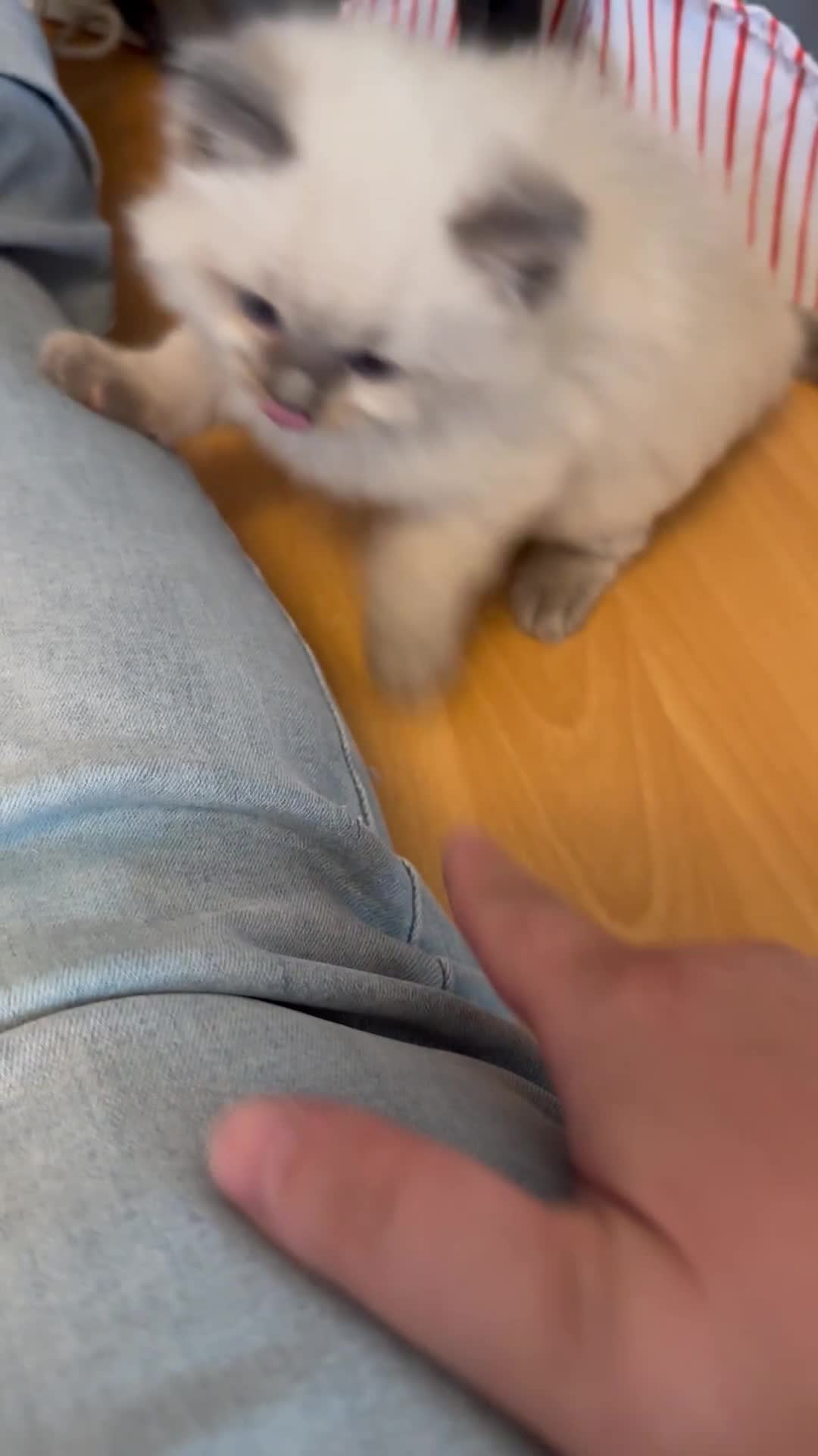 Ragdoll cats for sale: 5 Pure Ragdoll Kittens (7 Weeks Old) in Camborne - Video 3