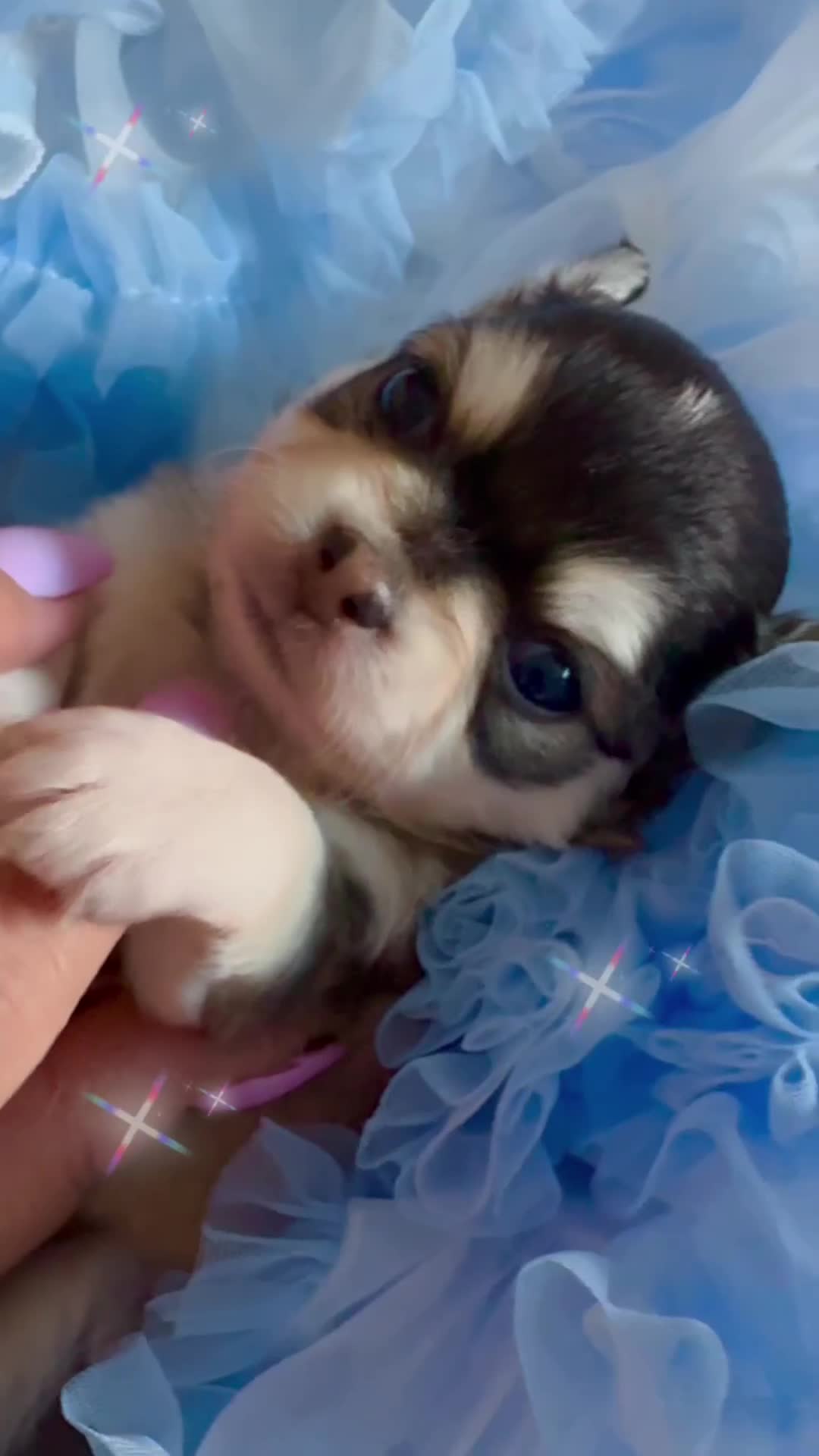 Chihuahua dogs for sale: KC rare husky marking chihuahua puppies Thai lines - Video 2