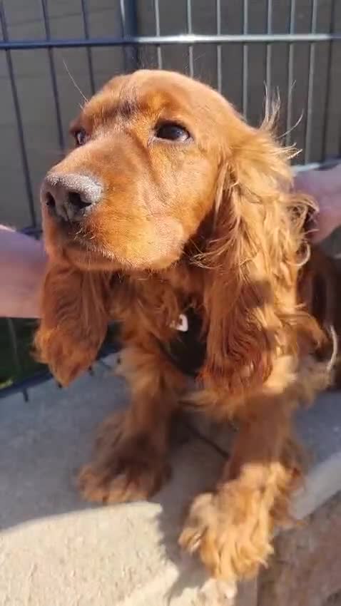 Cocker Spaniel dogs for adoption: Mickey heroic adventure - Video 1