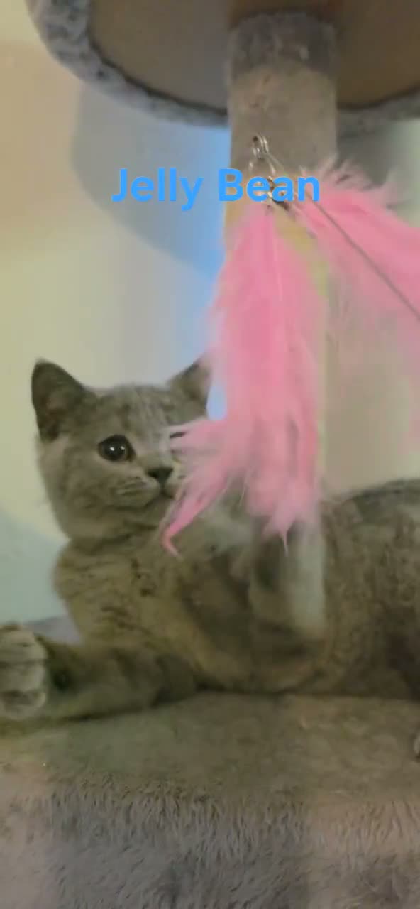 British Shorthair cats for sale: Beautiful GCCF BSH Kittens – Loving Forever Homes - Video 1
