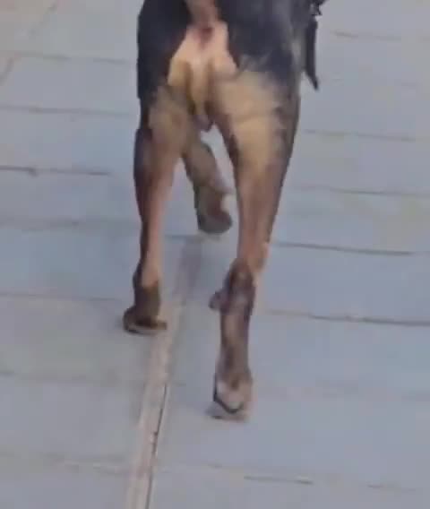 Mixed Breed dogs for adoption: Argos the true gent  - Video 1