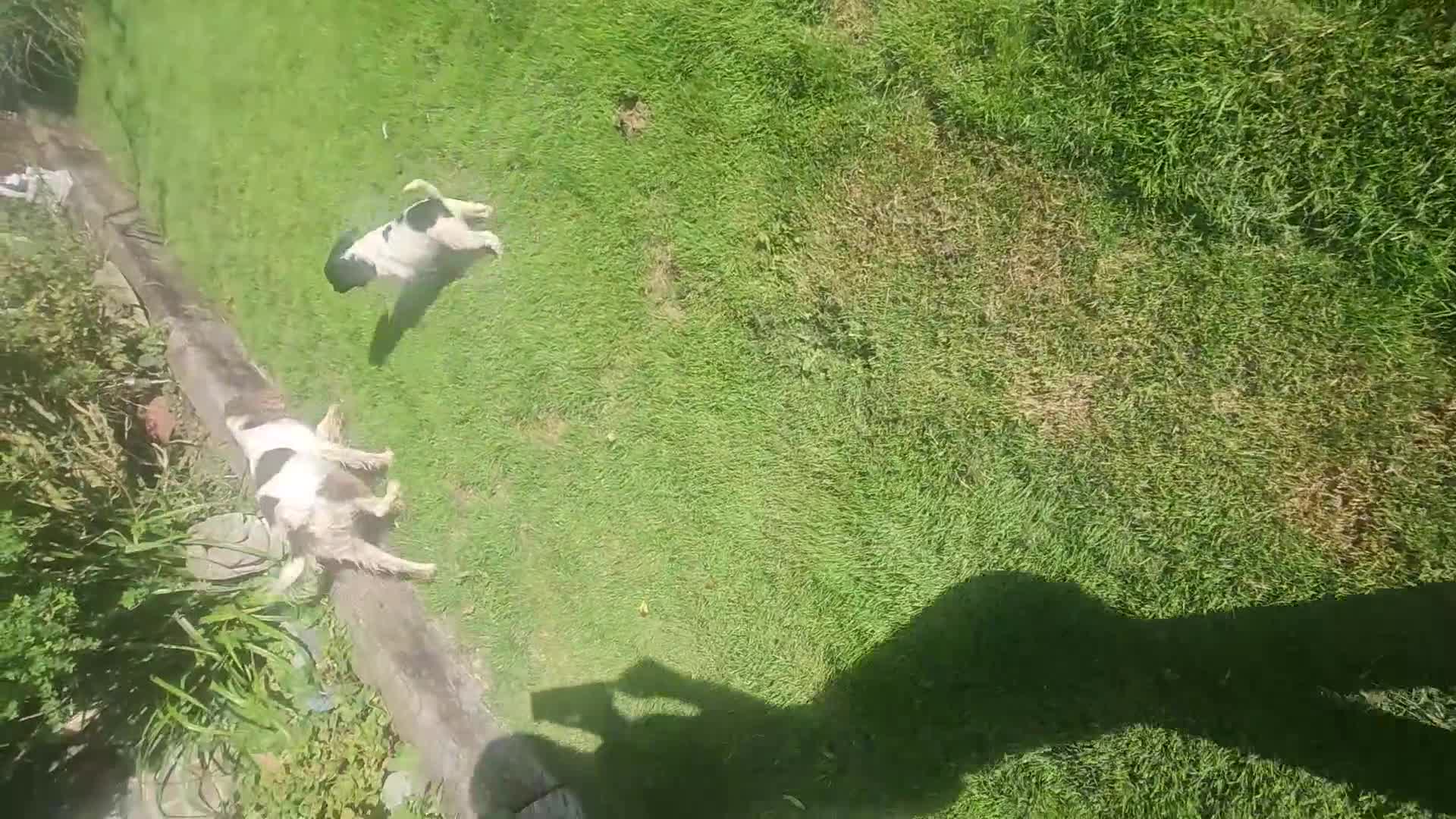 Cocker Spaniel dogs for sale: Cocker Spaniels - Video 1