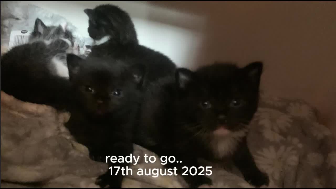 Mixed Breed cats for sale: KITTENS-LONG HAIRED - Video 2