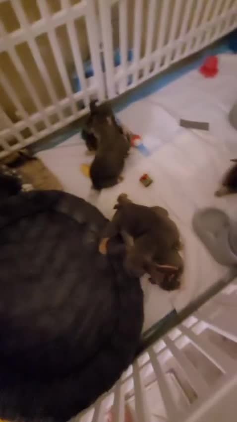 French Bulldog dogs for sale: DISCOUNT AVAILABLE FOR SERIOUSLY INTERESTED BUYERS - Video 3