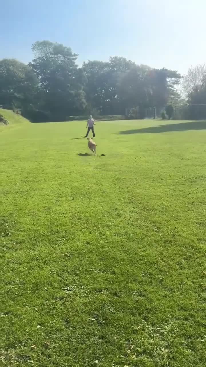 Labrador Retriever dogs for sale: Red fox Labrador - Video 2