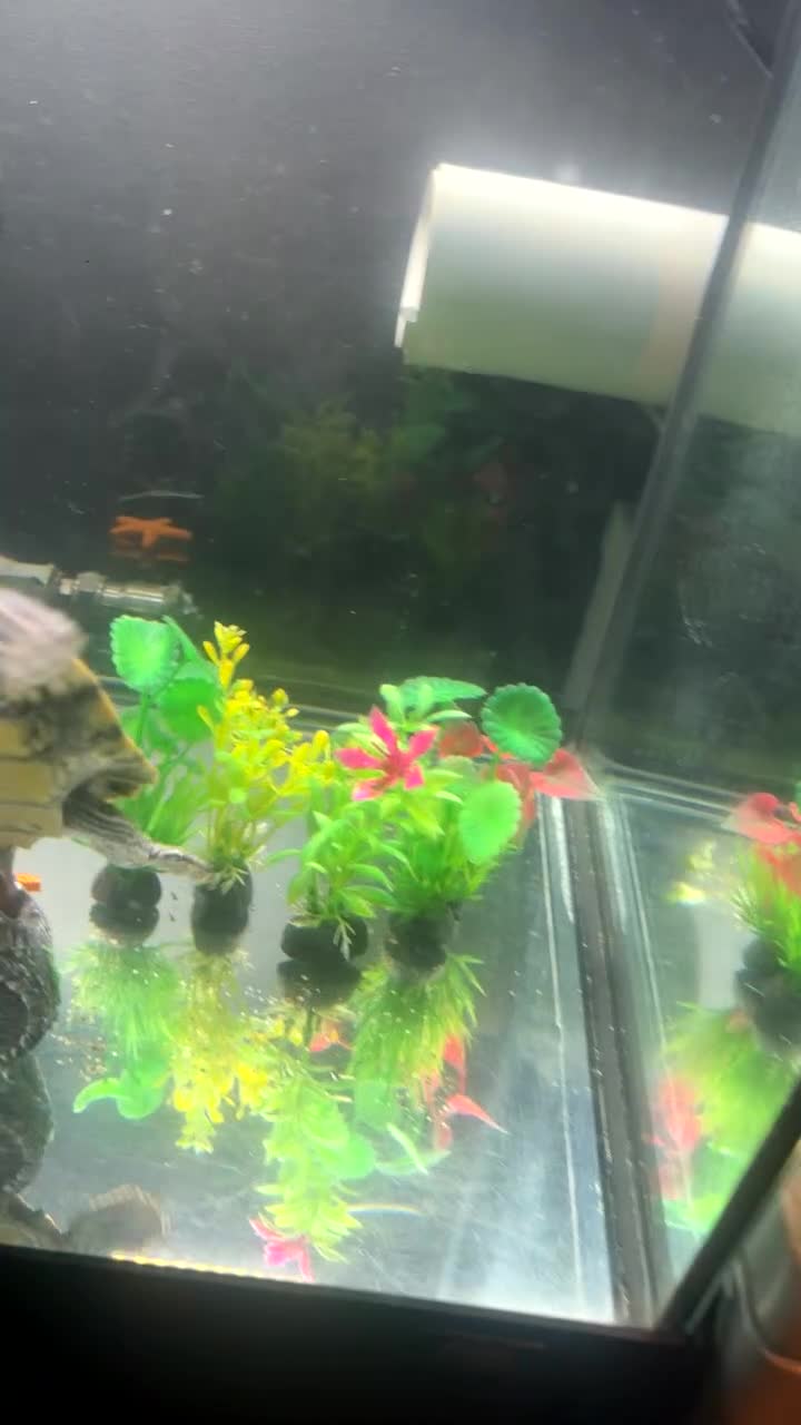 Turtle reptiles for sale: Beautiful Turtle - Video 2