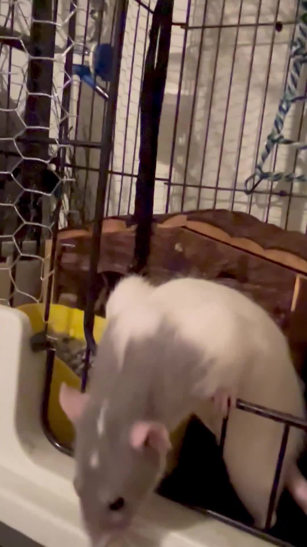 Rat rodents for sale: Bubble & Squeek - Video 1