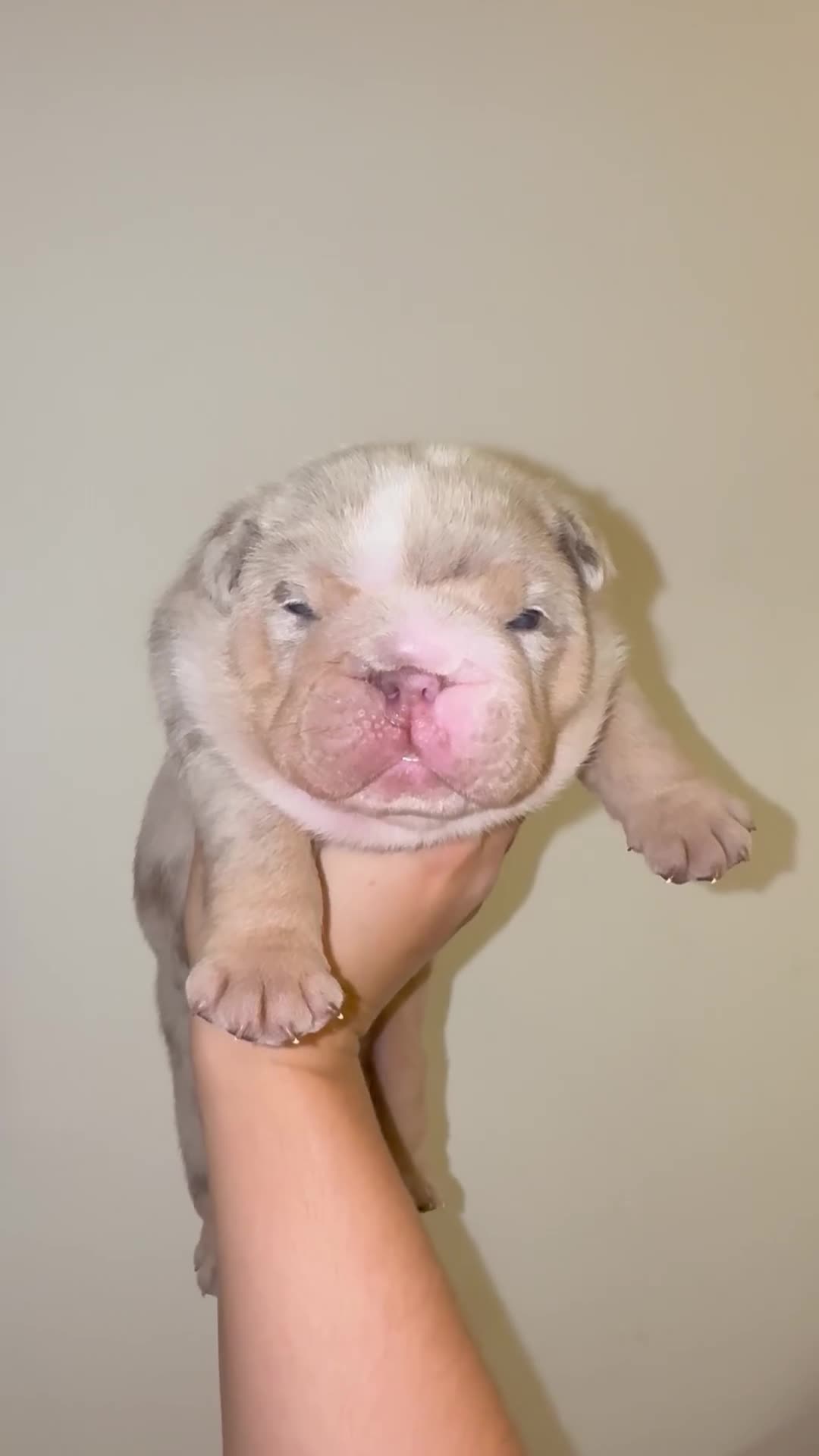 English Bulldog dogs for sale: Beautiful Lilac Tri English Bulldogs - Video 2