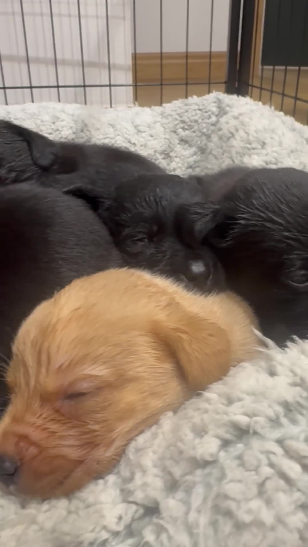 Labrador Retriever dogs for sale: KC Reg Labrador Puppies  - Video 1