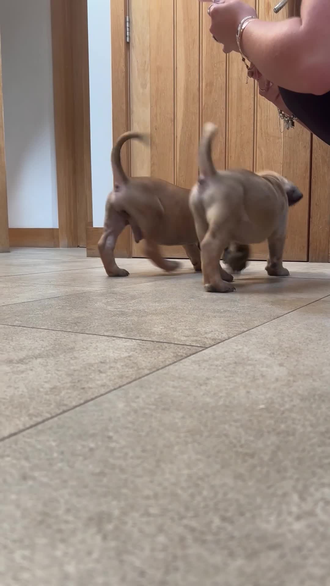 Boerboel dogs for sale: South African boerboel - Video 2