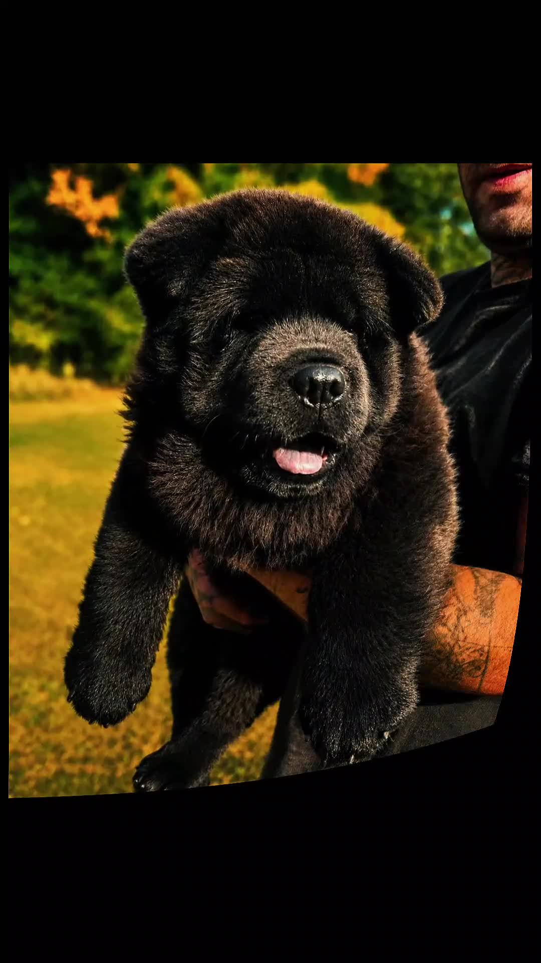 Chow Chow dogs for sale: Black smooth chow chow girl  - Video 1