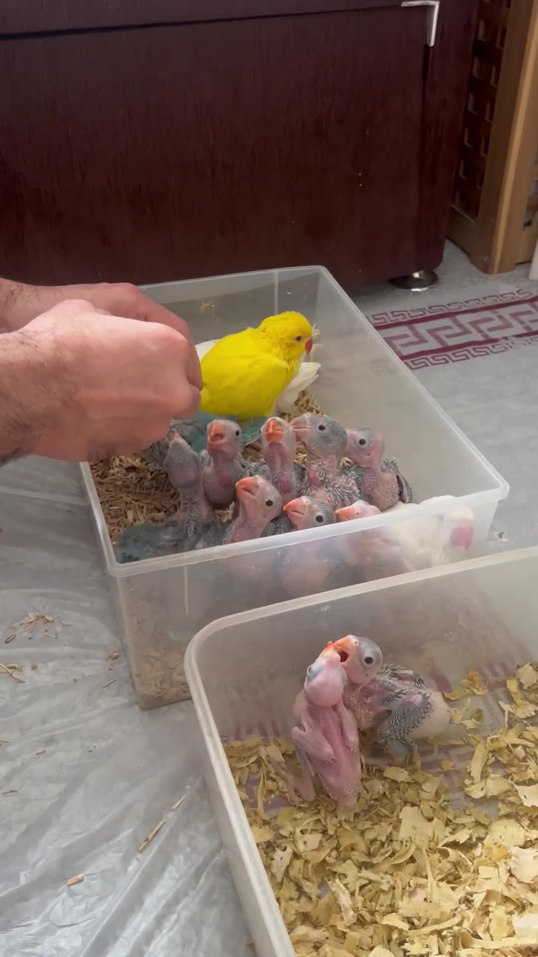 Ringnecks birds for sale:     Super Tame Hand Reared Babies £50 off today !  - Video 3