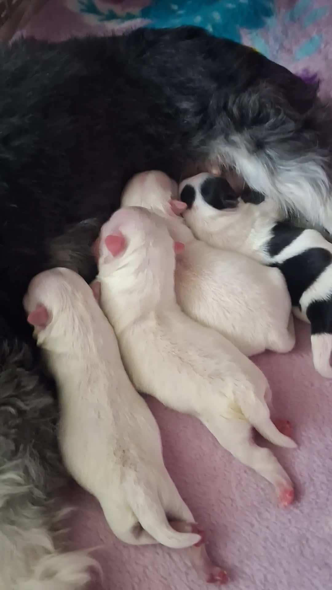 Mixed Breed dogs for sale:  Maltipoo Puppies – 4 Boys Ready to Reserve💙 - Video 1