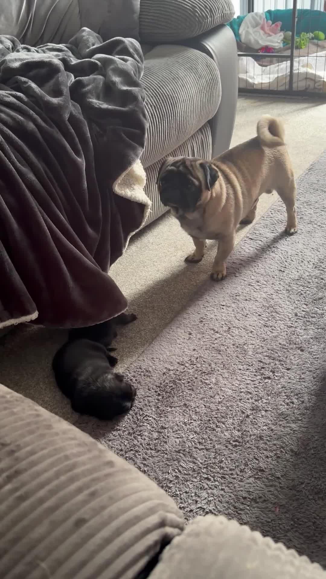 Pug dogs for sale: PUGS X2 Females, black, GORGEOUS! Ready 6th Aug! - Video 4