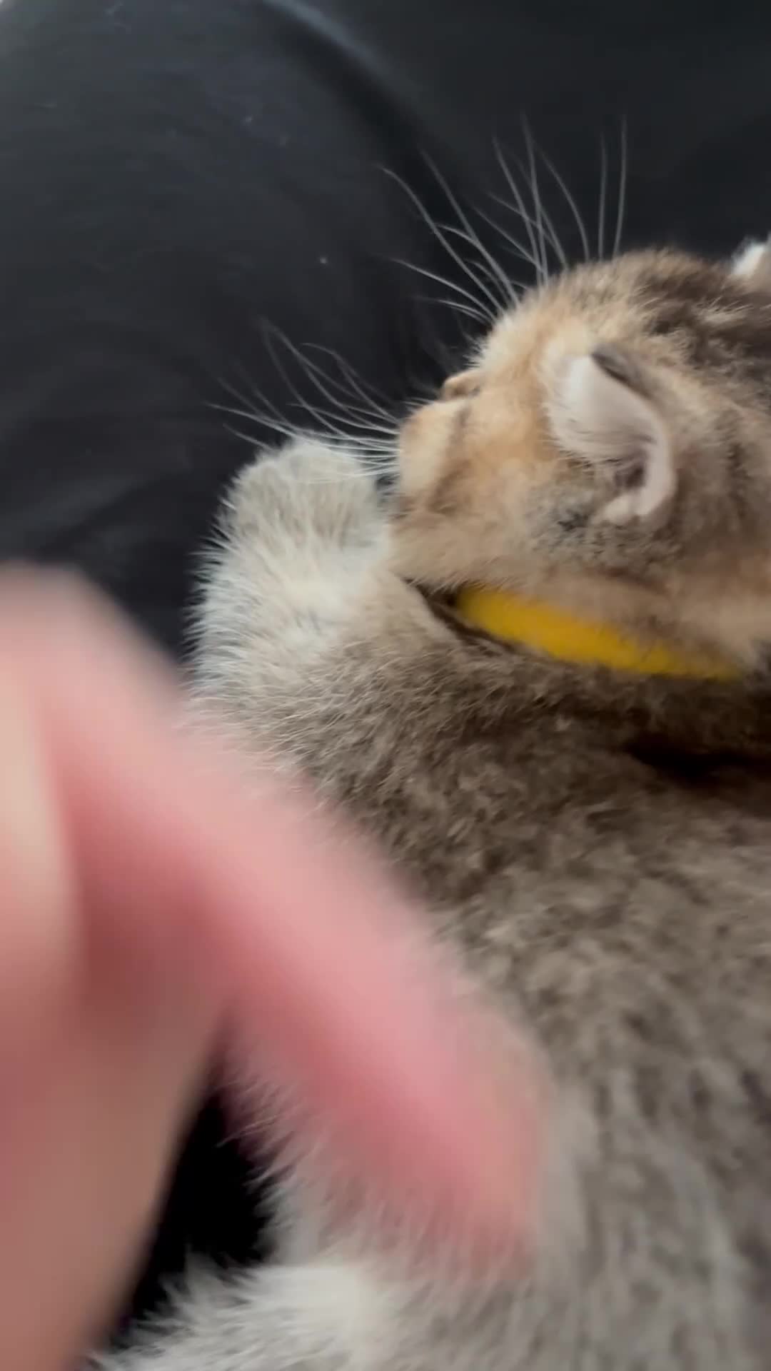 British Shorthair cats for sale: 🏆😍 Irresistible Golden Chinchilla’s Mini BSH🏆😍 - Video 2